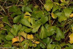 Ligusticum scothicum