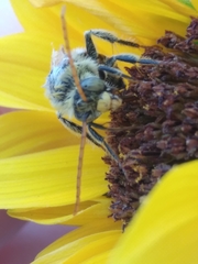Eumelissodes