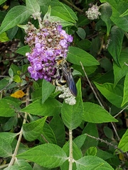 Dielis plumipes