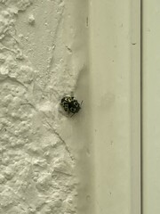 Zygogramma signatipennis