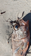 Scorpaenidae