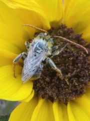 Eumelissodes