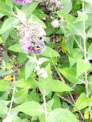 Dielis plumipes