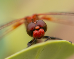 Erythrodiplax corallina