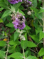 Dielis plumipes
