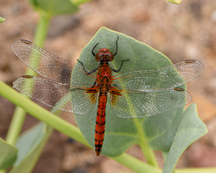 Erythrodiplax corallina