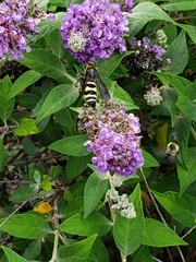Dielis plumipes
