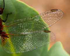 Erythrodiplax corallina