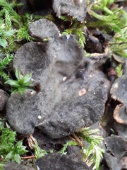 Peltigera evansiana