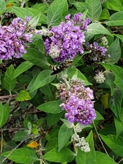 Dielis plumipes