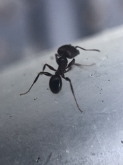 Pheidole obscurithorax