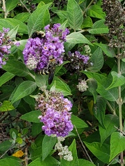 Dielis plumipes