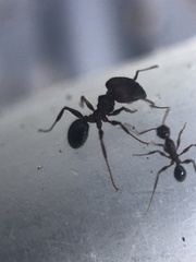 Pheidole obscurithorax