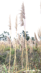 Cortaderia jubata