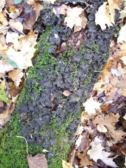 Peltigera evansiana