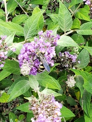 Dielis plumipes