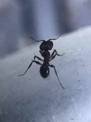 Pheidole obscurithorax
