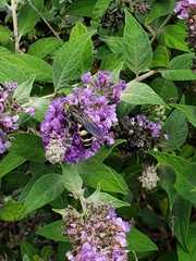 Dielis plumipes