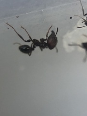 Pheidole obscurithorax