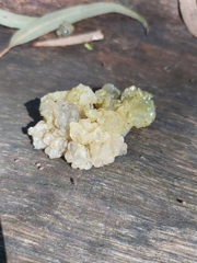 Myxarium nucleatum