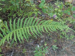 Pelazoneuron kunthii