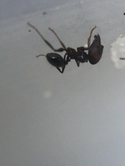 Pheidole obscurithorax