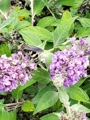 Dielis plumipes