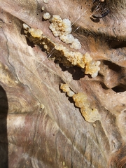 Myxarium nucleatum