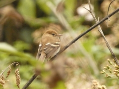 Myiophobus fasciatus