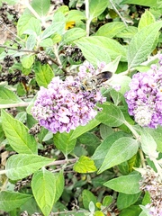 Dielis plumipes