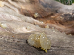 Myxarium nucleatum