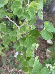 Bauhinia lunarioides