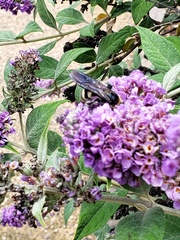 Dielis plumipes