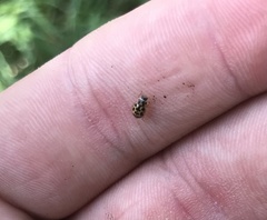 Anisosticta bitriangularis