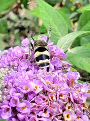 Dielis plumipes