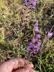 Liatris gracilis