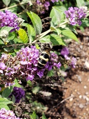 Dielis plumipes