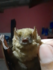 Lasiurus ega