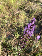 Liatris gracilis