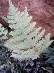 Myriopteris lindheimeri