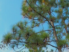 Pinus elliottii