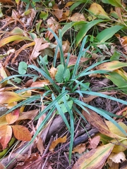 Carex pedunculata