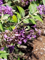 Dielis plumipes