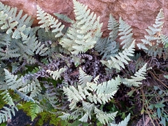 Myriopteris lindheimeri