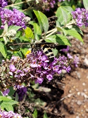 Dielis plumipes