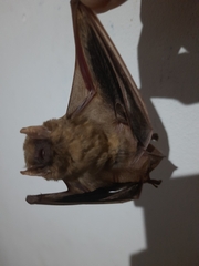 Lasiurus ega