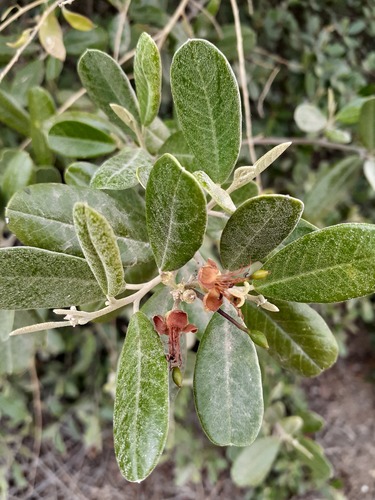 Beautempsia avicenniifolia (Beautempsia avicenniifolia)