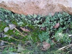 Myriopteris lindheimeri