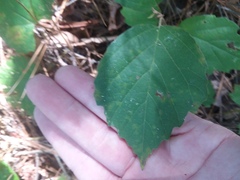 Hamamelis virginiana