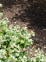 Pycnanthemum muticum